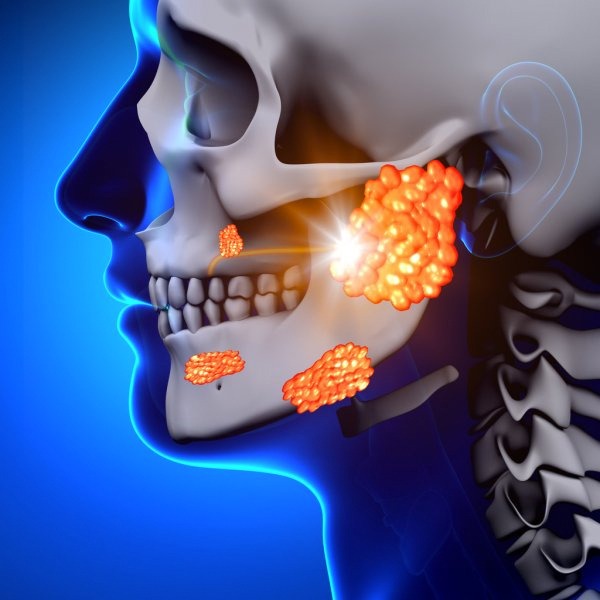 Salivary glands